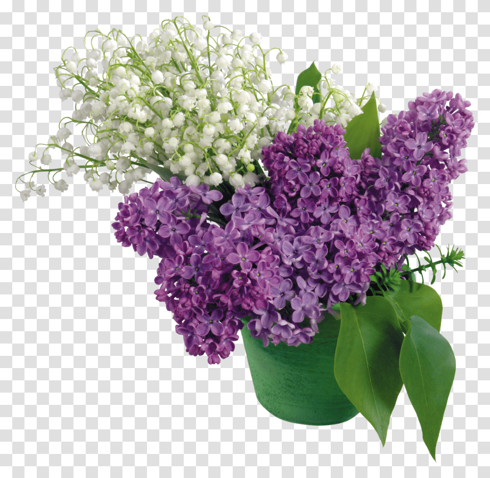 Lilac, Flower Transparent Png