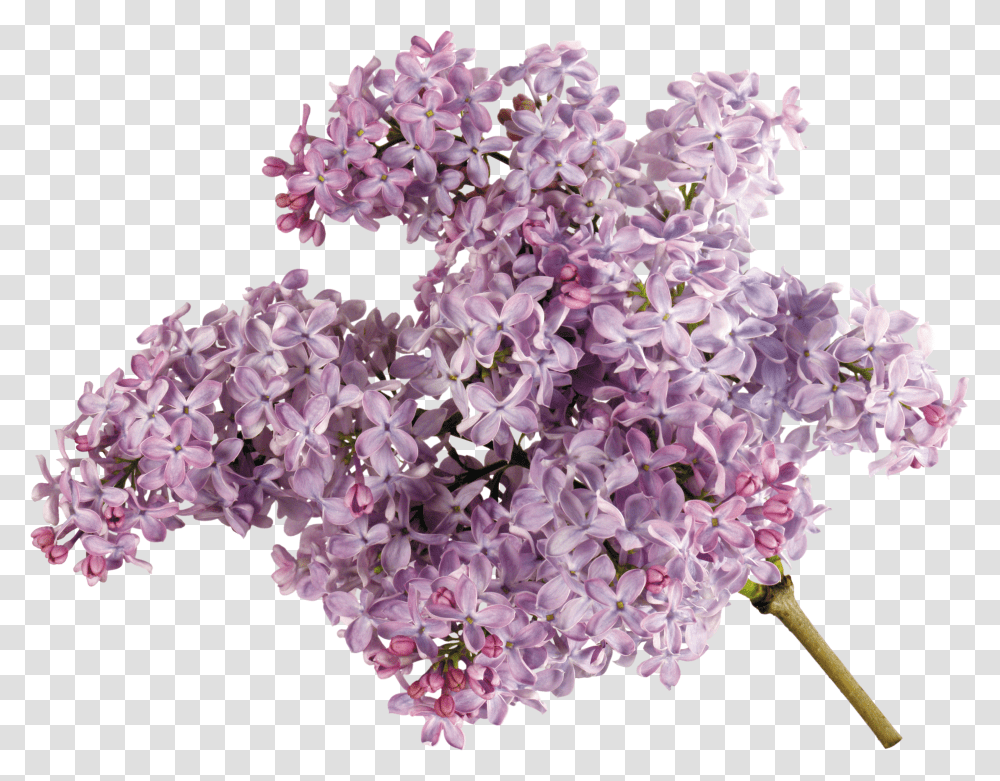 Lilac, Flower Transparent Png