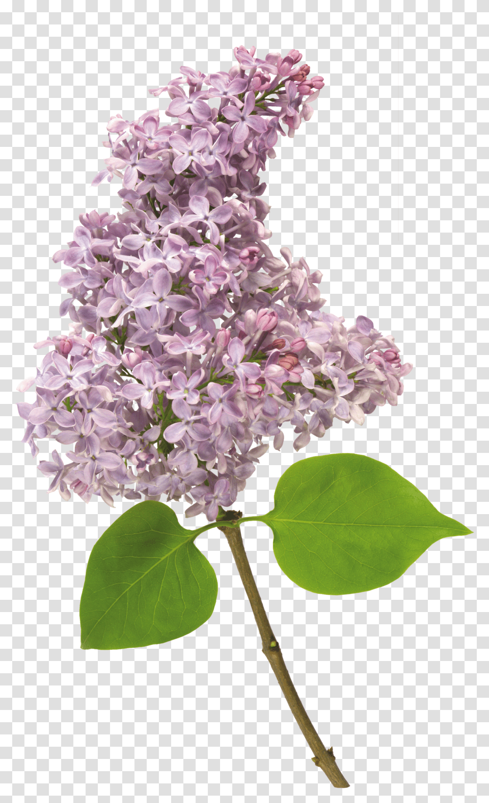 Lilac, Flower Transparent Png