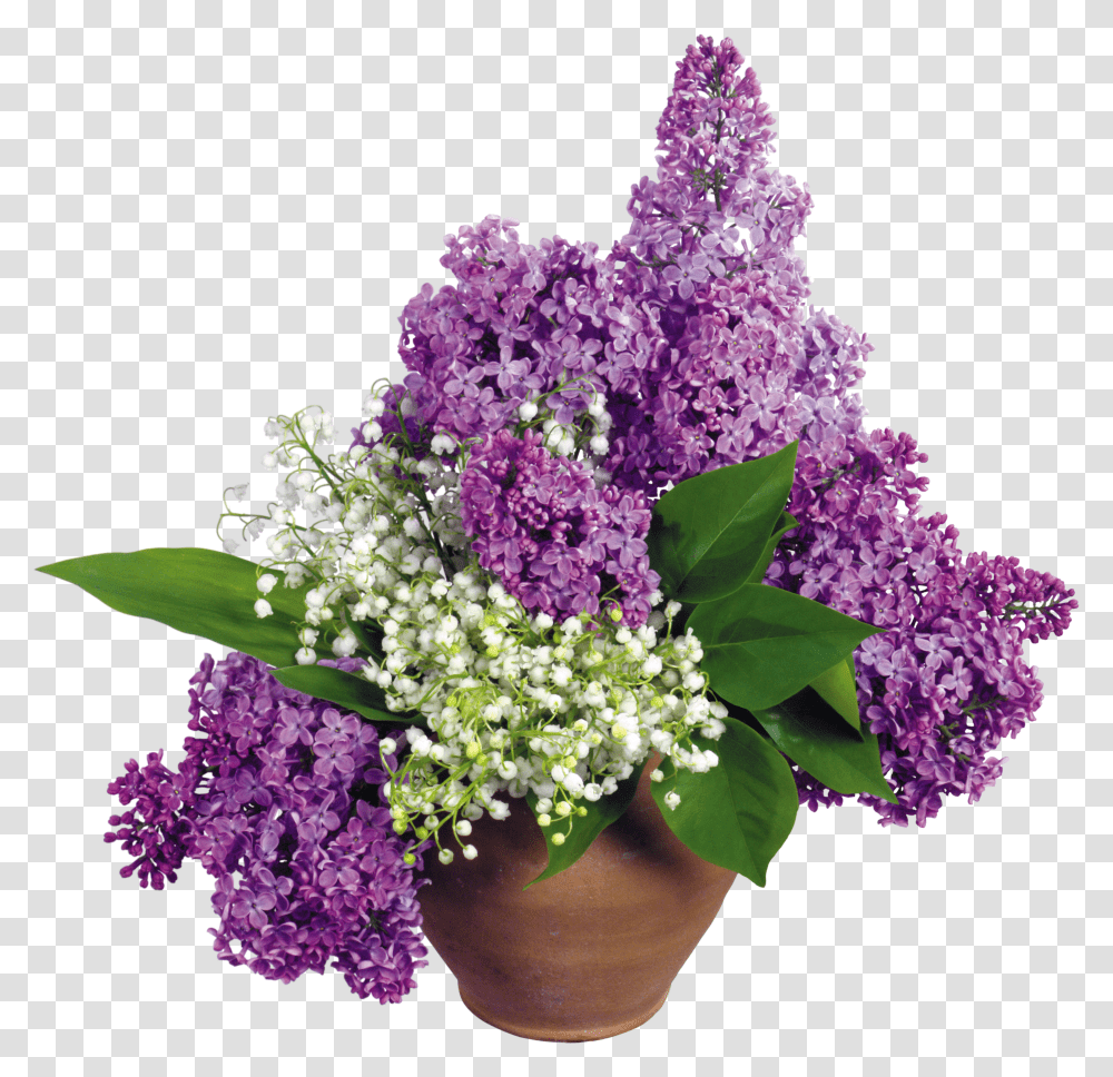 Lilac, Flower Transparent Png