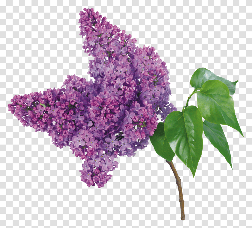 Lilac, Flower Transparent Png