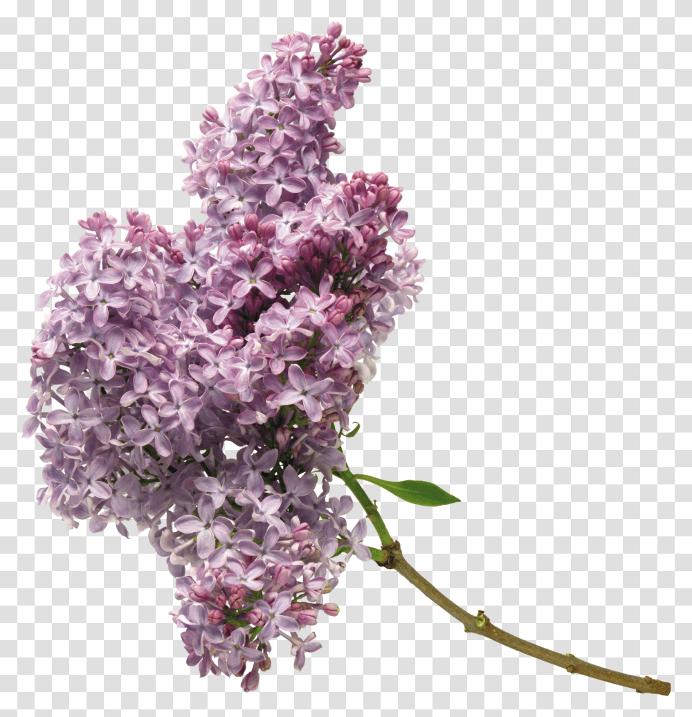 Lilac, Flower Transparent Png