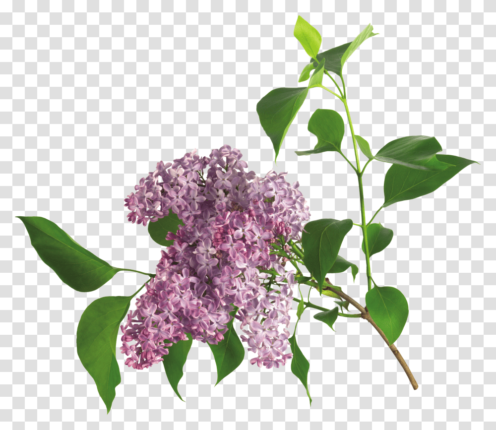 Lilac, Flower Transparent Png