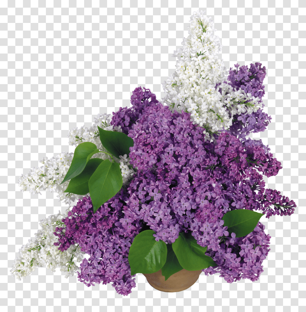 Lilac, Flower Transparent Png