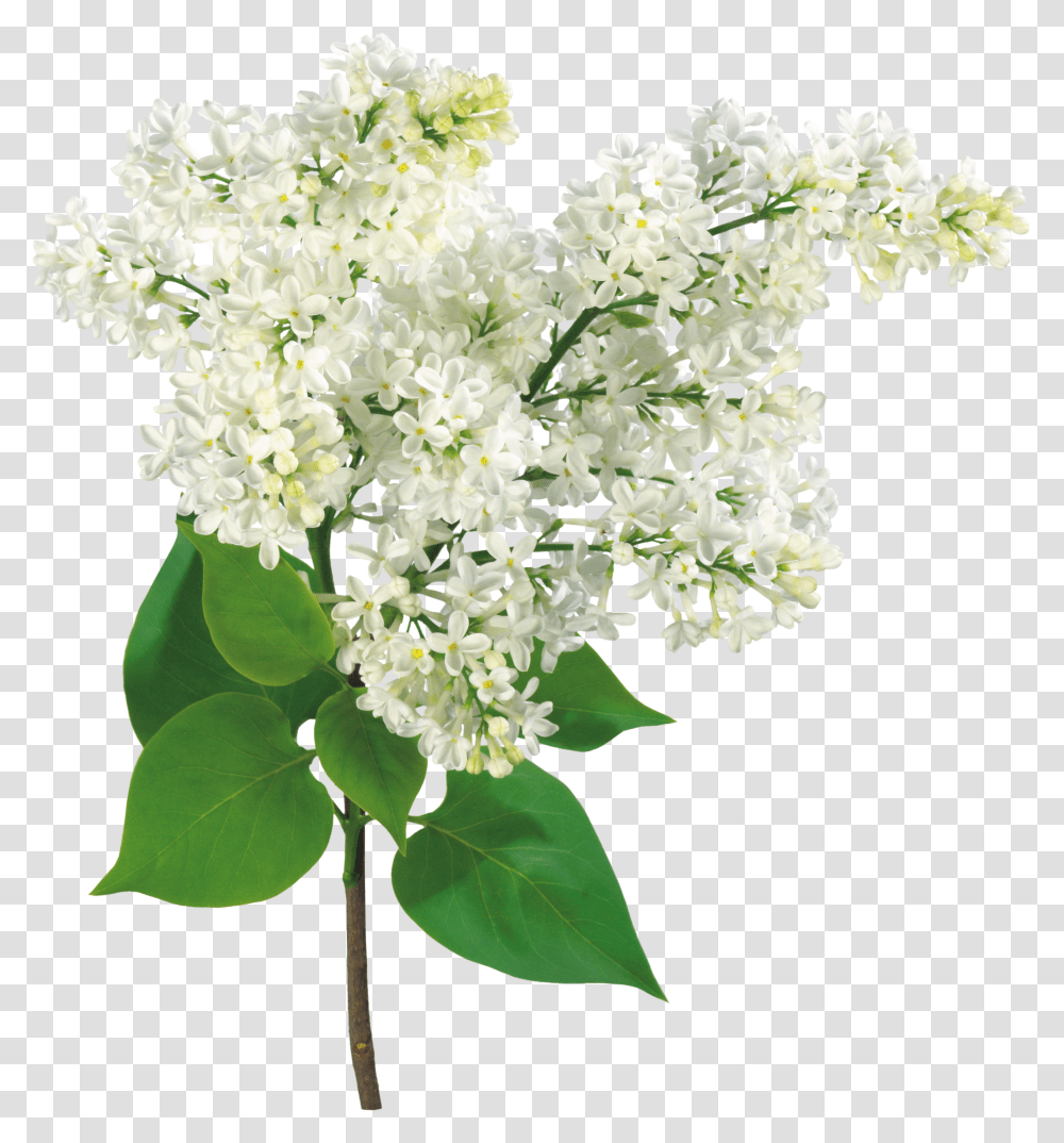 Lilac, Flower Transparent Png