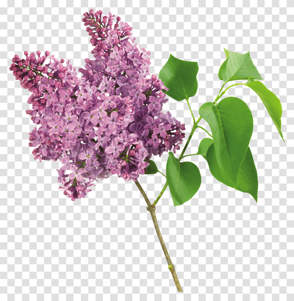 Lilac, Flower Transparent Png