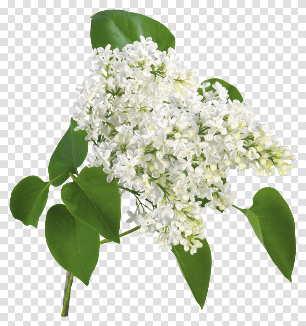 Lilac, Flower Transparent Png