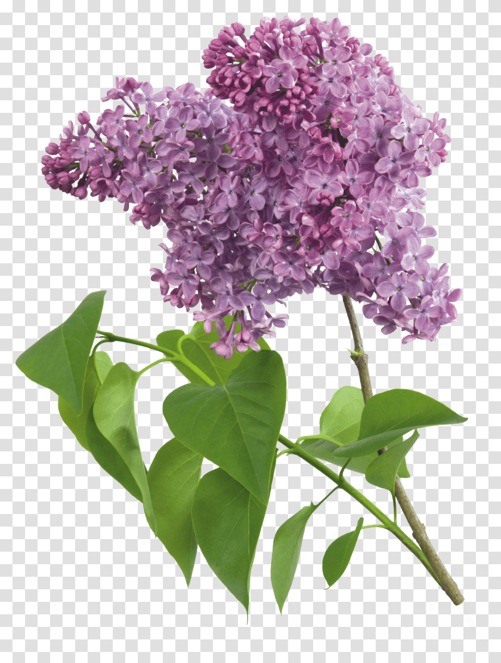 Lilac, Flower Transparent Png