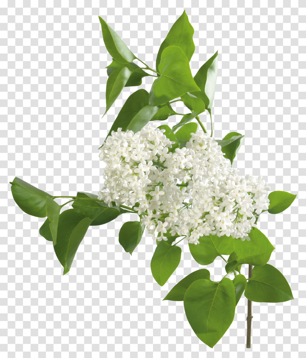 Lilac, Flower Transparent Png