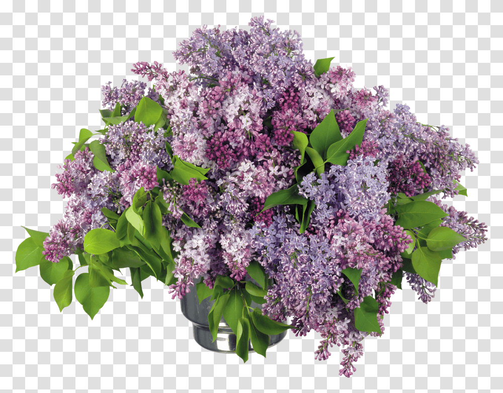 Lilac, Flower Transparent Png