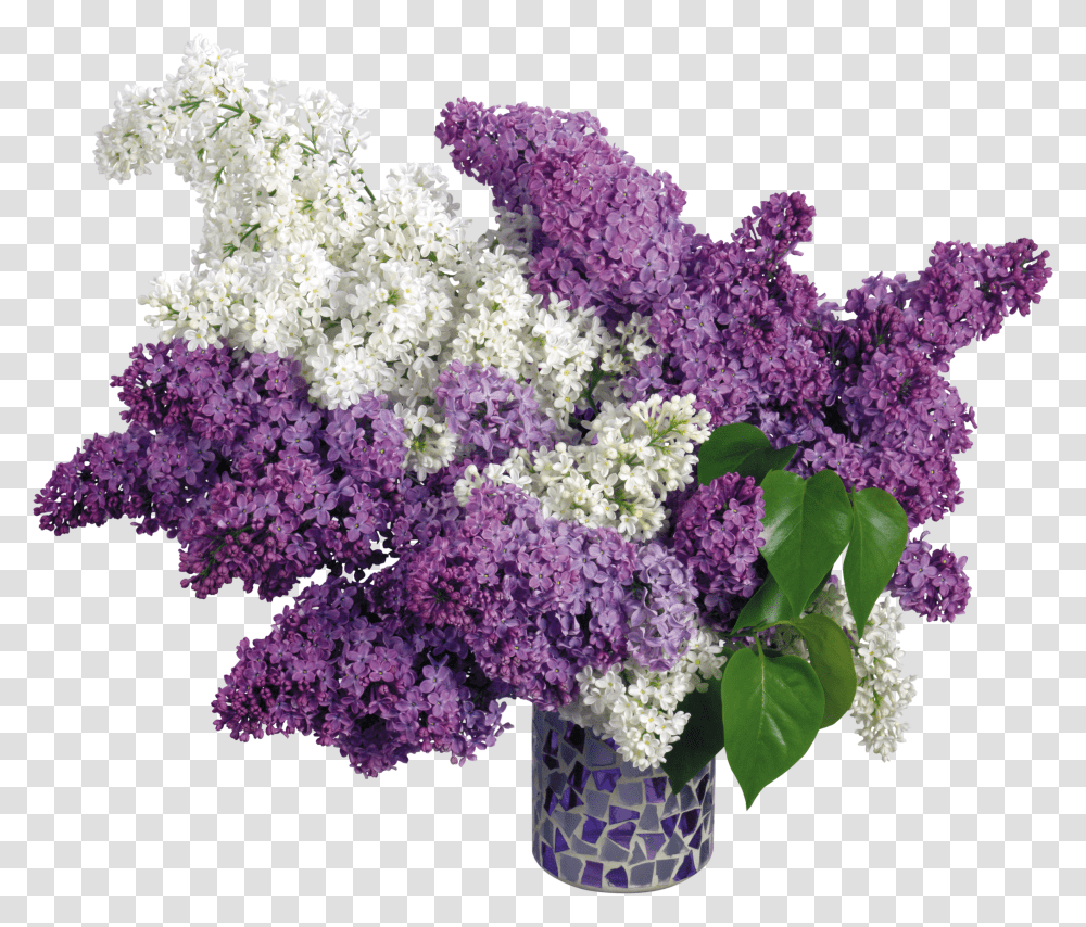 Lilac, Flower Transparent Png