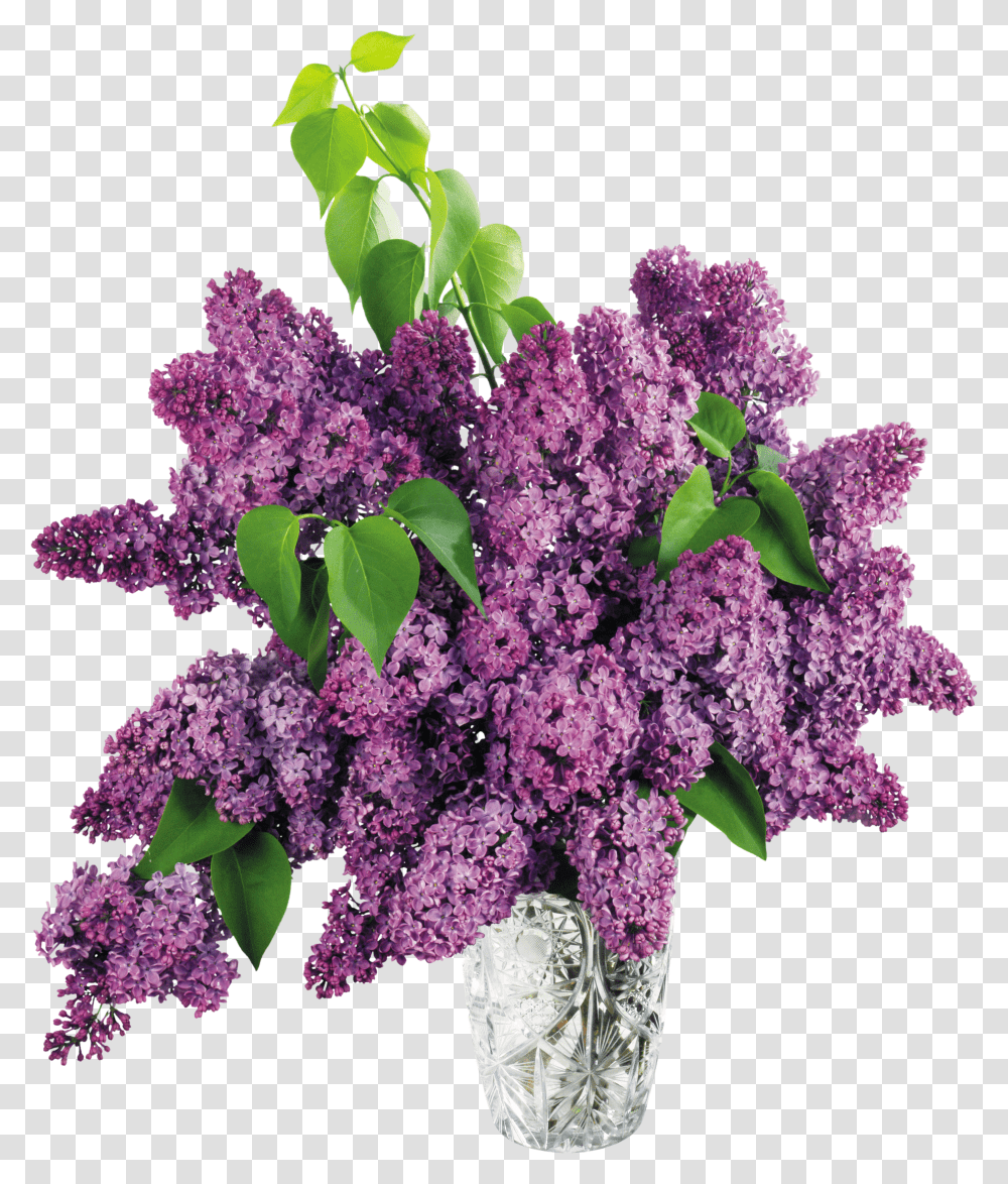 Lilac, Flower Transparent Png