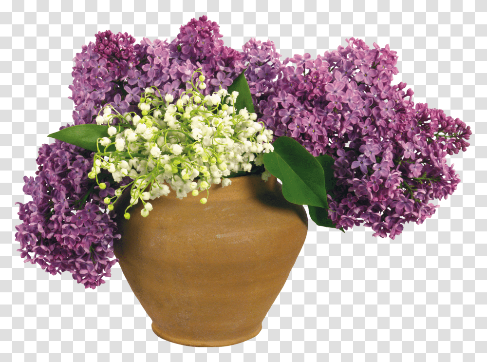 Lilac, Flower Transparent Png