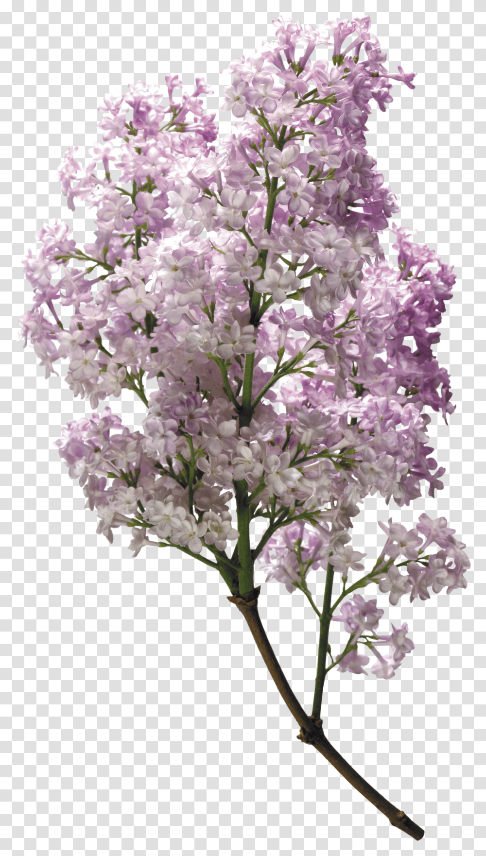 Lilac, Flower Transparent Png