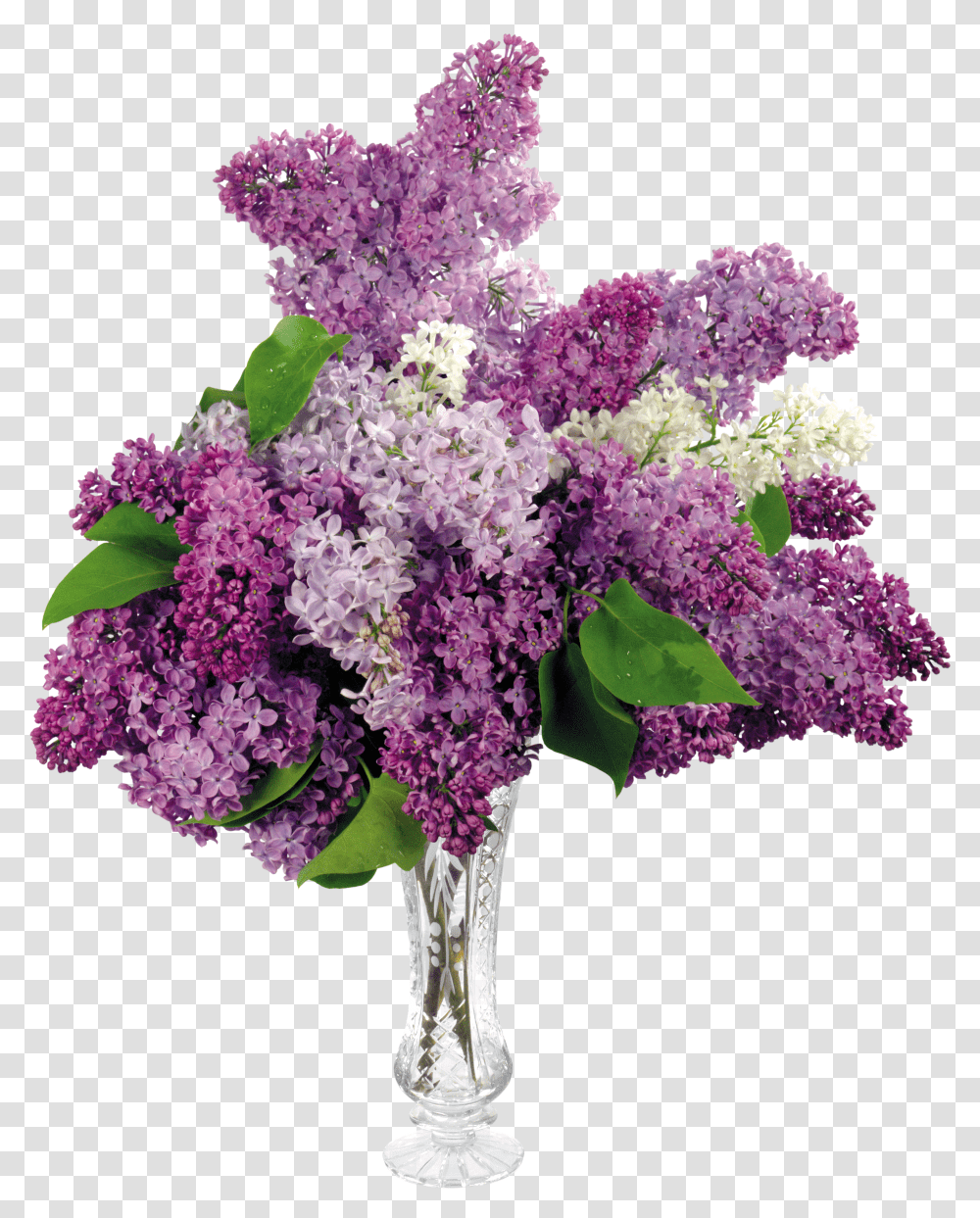 Lilac, Flower Transparent Png