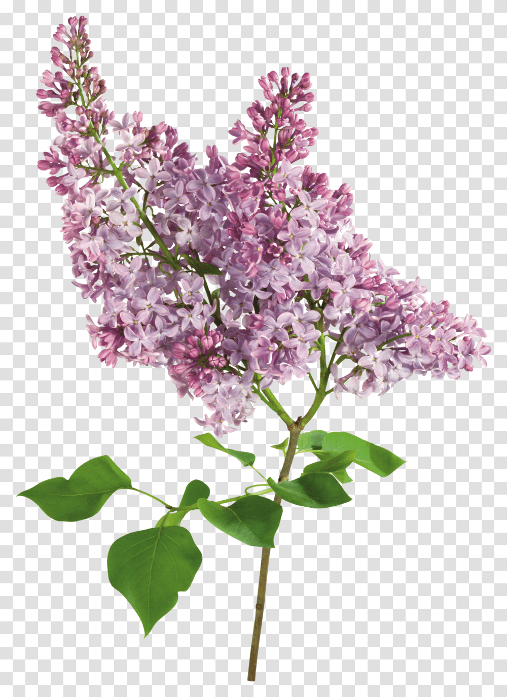 Lilac, Flower Transparent Png