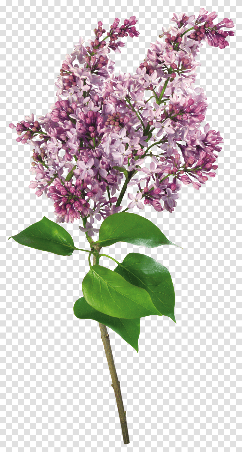 Lilac, Flower Transparent Png