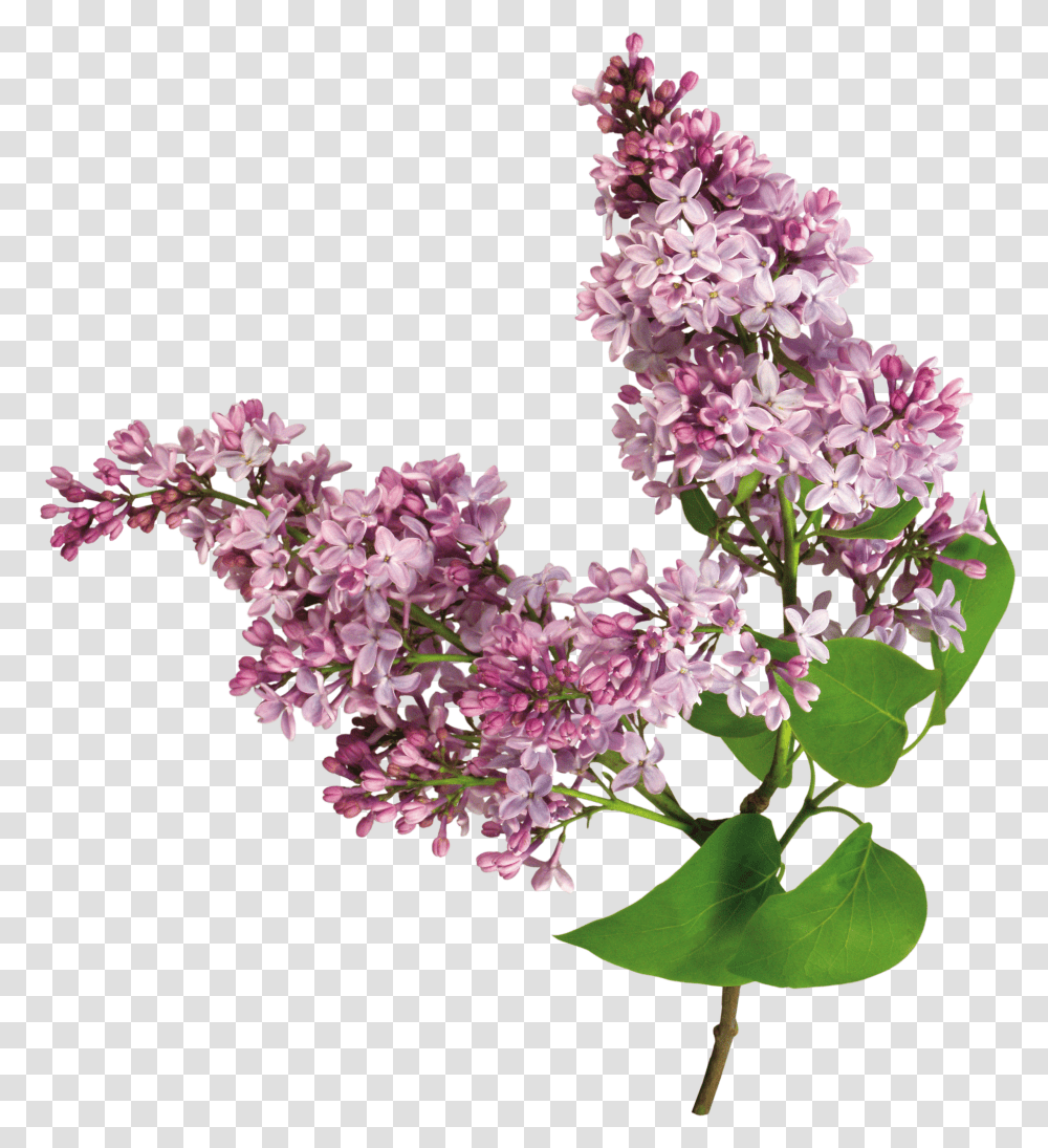 Lilac, Flower Transparent Png