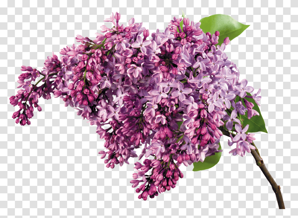 Lilac, Flower Transparent Png