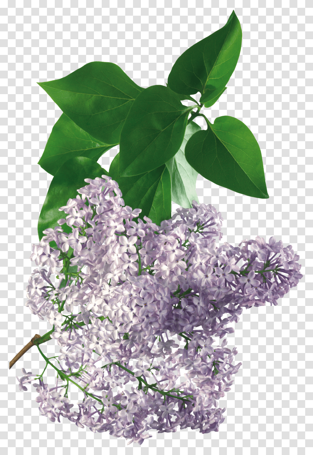 Lilac, Flower Transparent Png