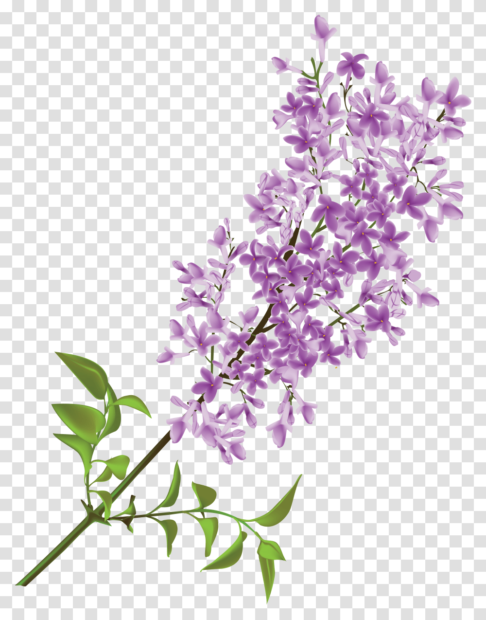 Lilac, Flower Transparent Png