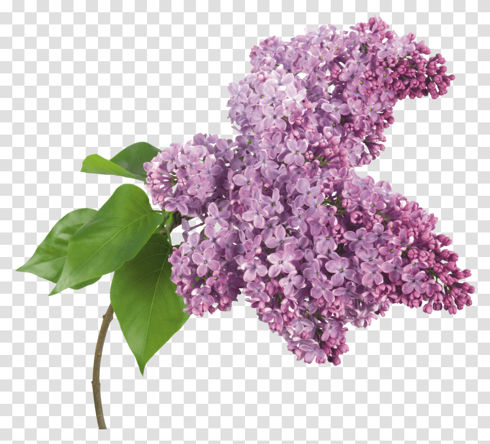 Lilac, Flower Transparent Png