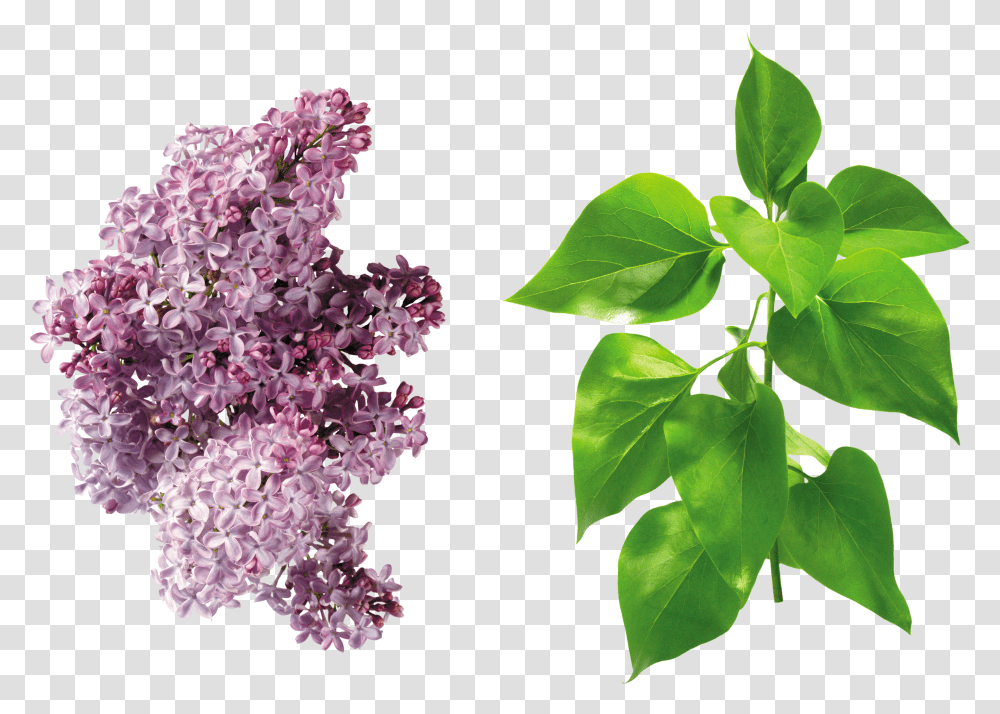 Lilac, Flower Transparent Png