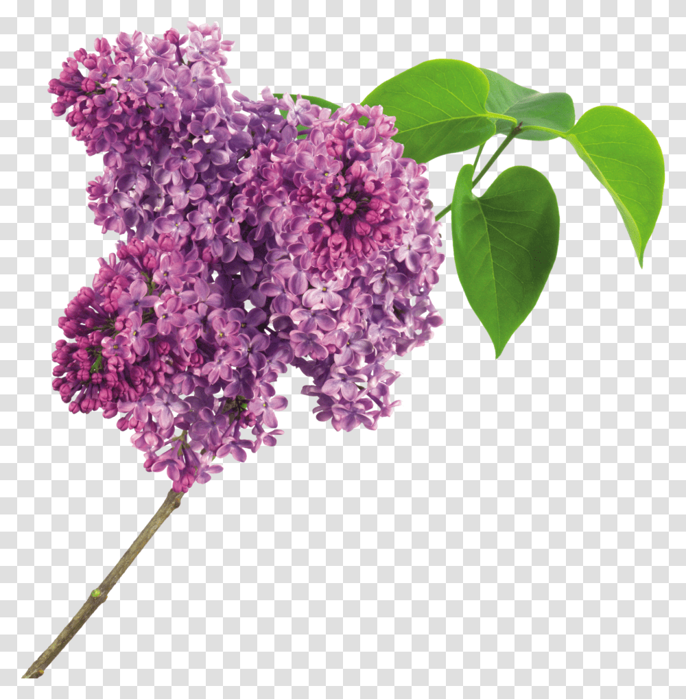 Lilac, Flower Transparent Png