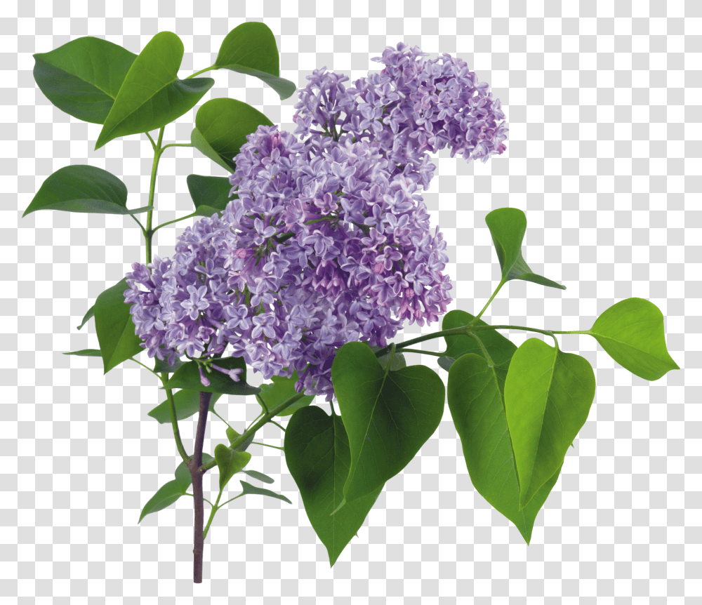 Lilac, Flower Transparent Png