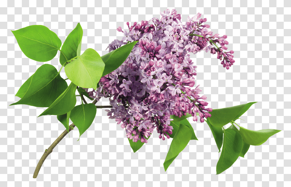 Lilac, Flower Transparent Png