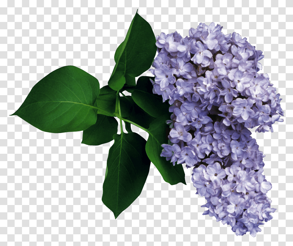 Lilac, Flower Transparent Png