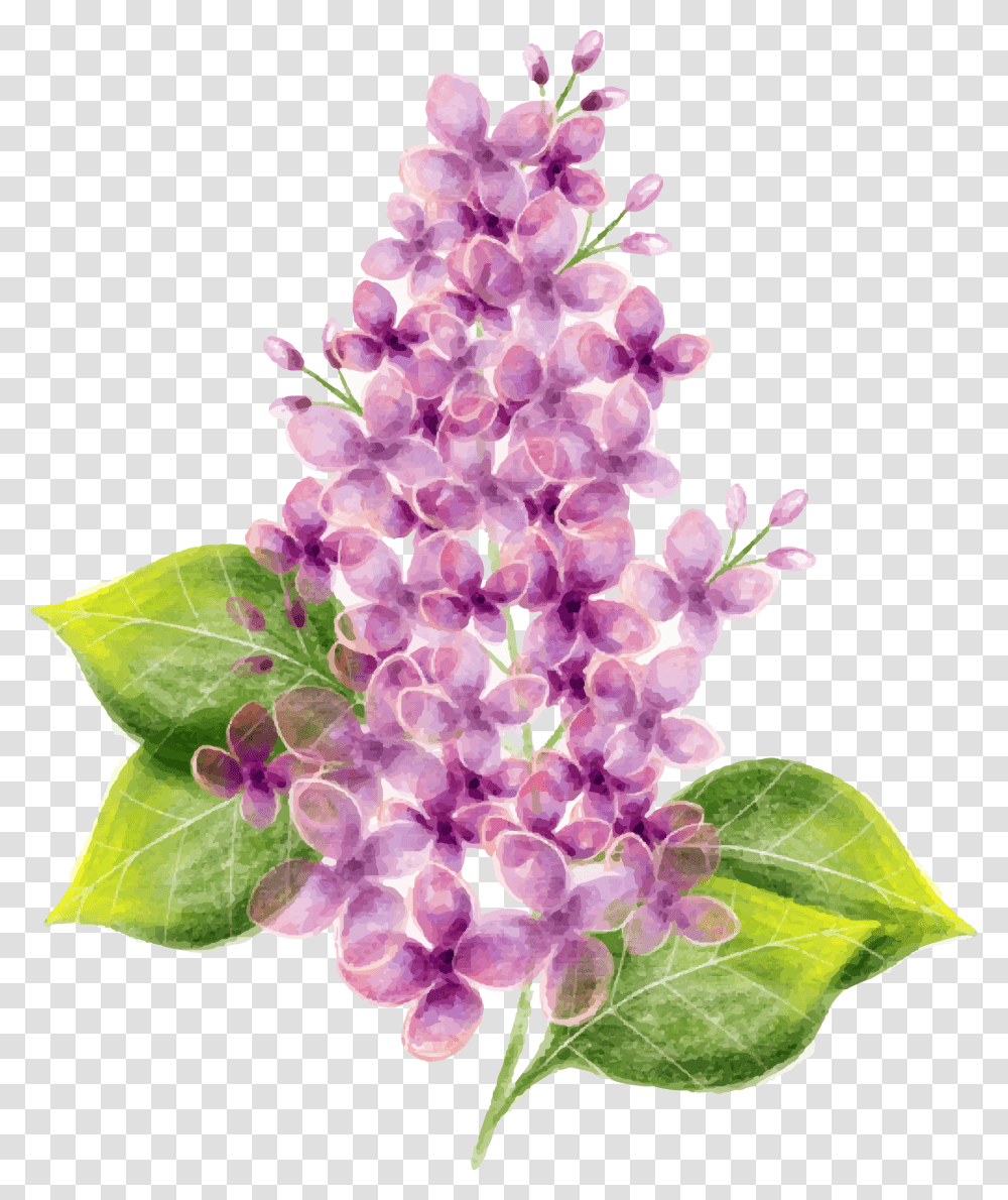Lilac Flower Watercolor Painting Flower, Plant, Blossom Transparent Png