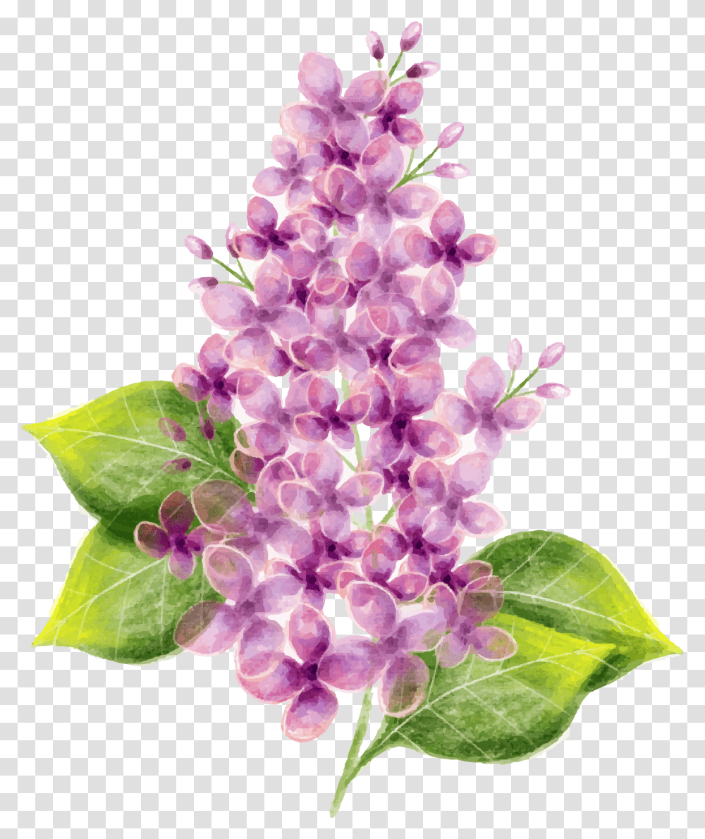 Lilac Flower Watercolor Painting Vector Hand Painted Purple Vector Lilac Flower Transparent Png