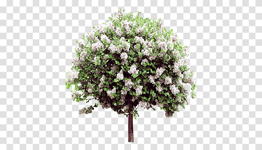 Lilac Flowers Images Free Download Lilac, Plant, Bush, Vegetation, Tree Transparent Png