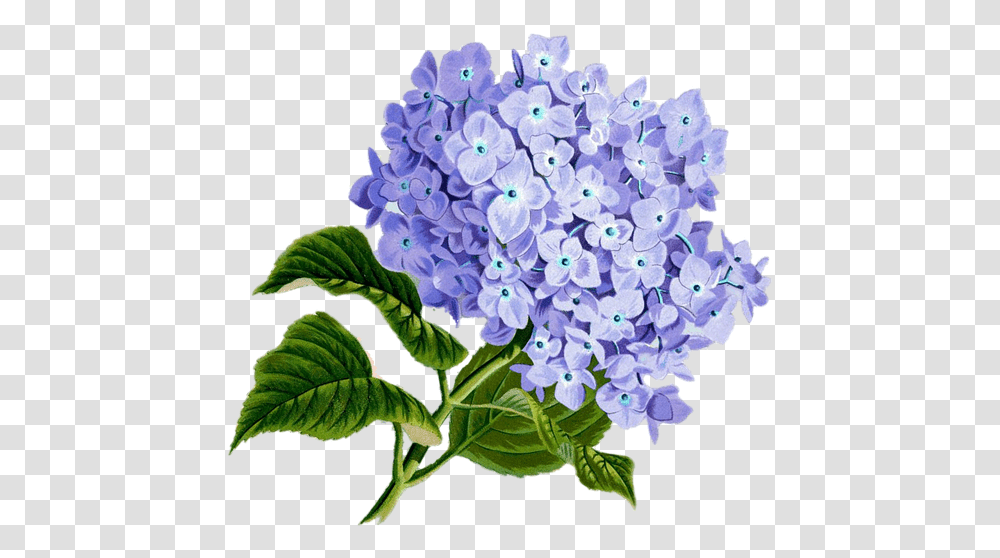 Lilac Flowers Images Free Download Online Cards For Mothers Day, Plant, Blossom, Bush, Vegetation Transparent Png