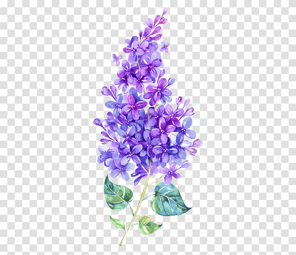 Lilac Flowers Images Free Download Watercolor Lilac Flower, Plant, Blossom, Purple, Petal Transparent Png