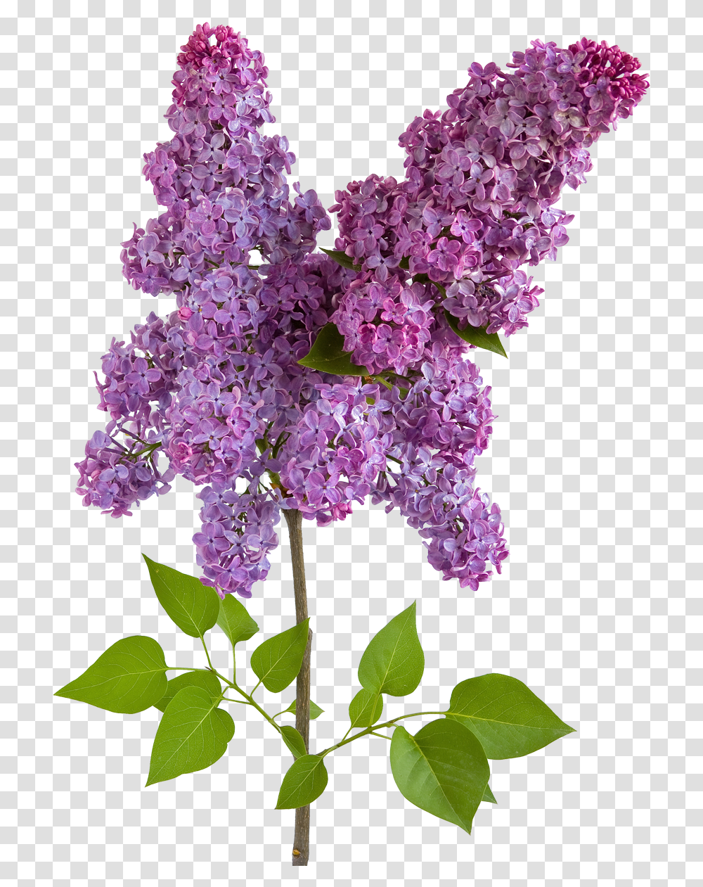 Lilac Flowers Images Free Download Wisteria Flower, Plant, Blossom, Bush, Vegetation Transparent Png