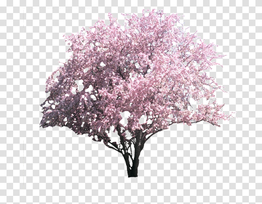 Lilac, Plant, Cherry Blossom, Flower, Fungus Transparent Png