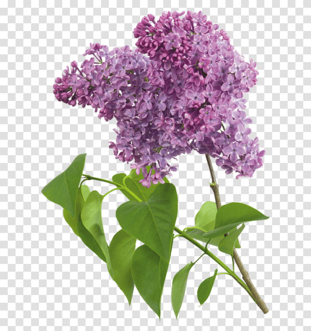 Lilac, Plant, Flower, Blossom, Acanthaceae Transparent Png