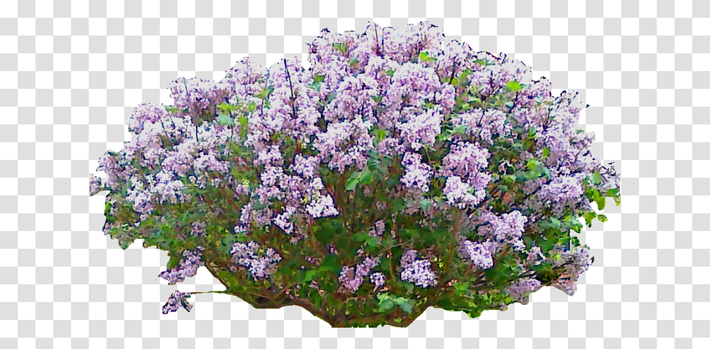 Lilac, Plant, Flower, Blossom, Bush Transparent Png
