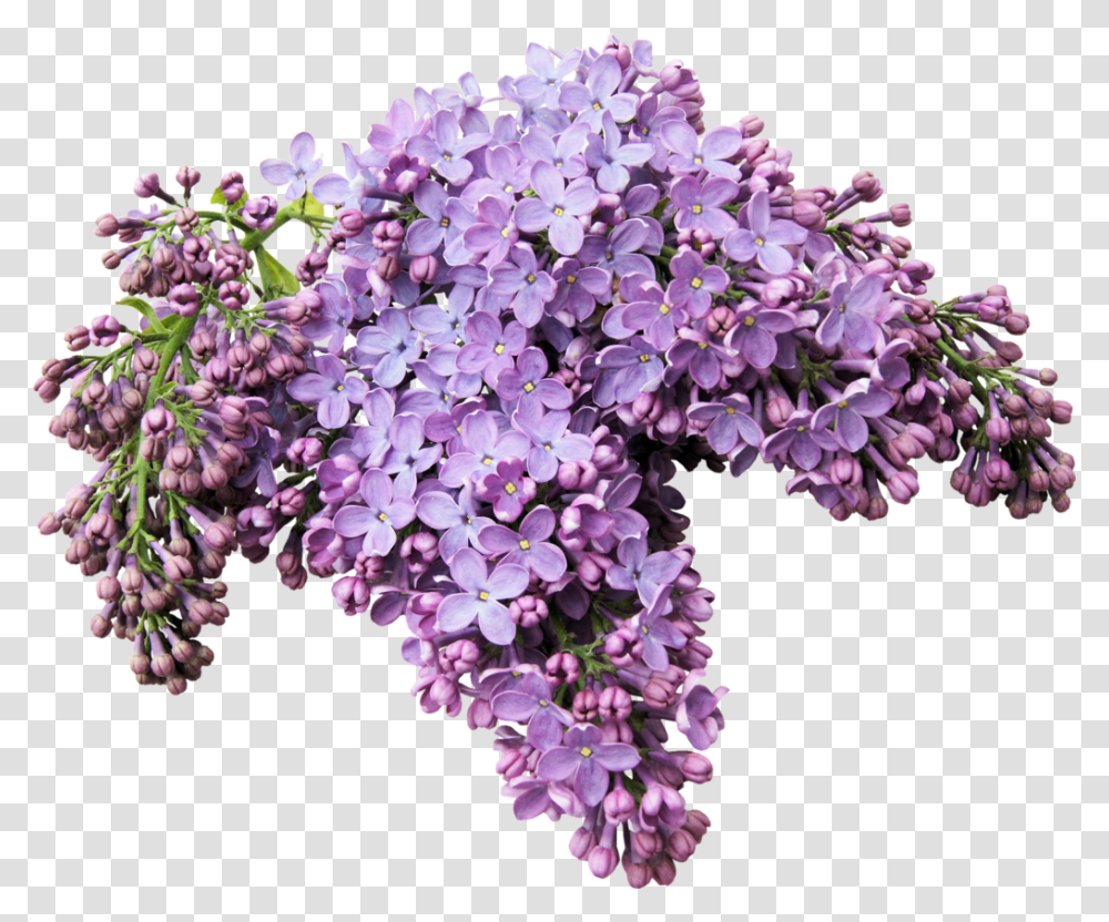 Lilac, Plant, Flower, Blossom, Bush Transparent Png