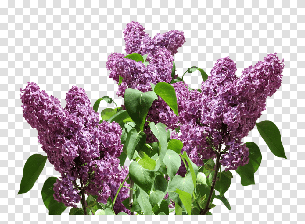 Lilac, Plant, Flower, Blossom Transparent Png