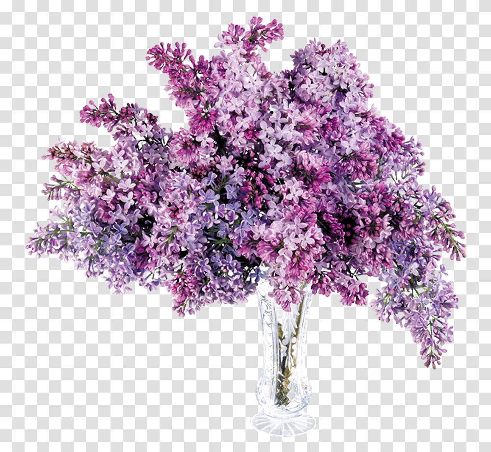 Lilac, Plant, Flower, Blossom Transparent Png