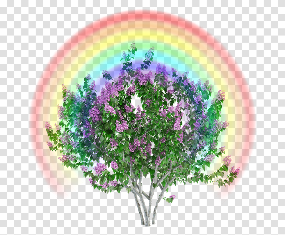 Lilac Poem Bun Stout Lythraceae, Plant, Flower, Blossom, Ornament Transparent Png