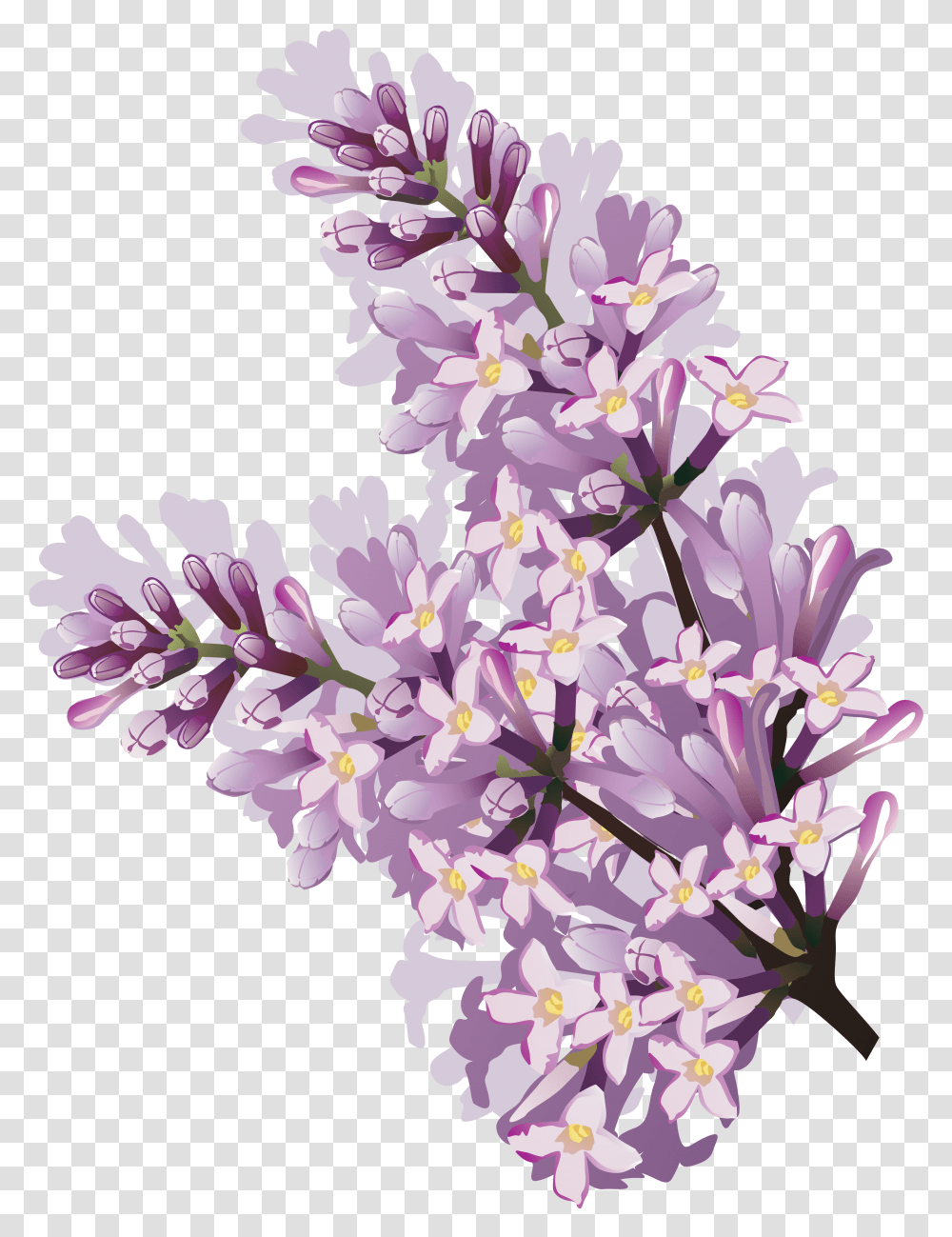 Lilac Watercolor Lilac Flower, Plant, Blossom, Cherry Blossom, Petal Transparent Png
