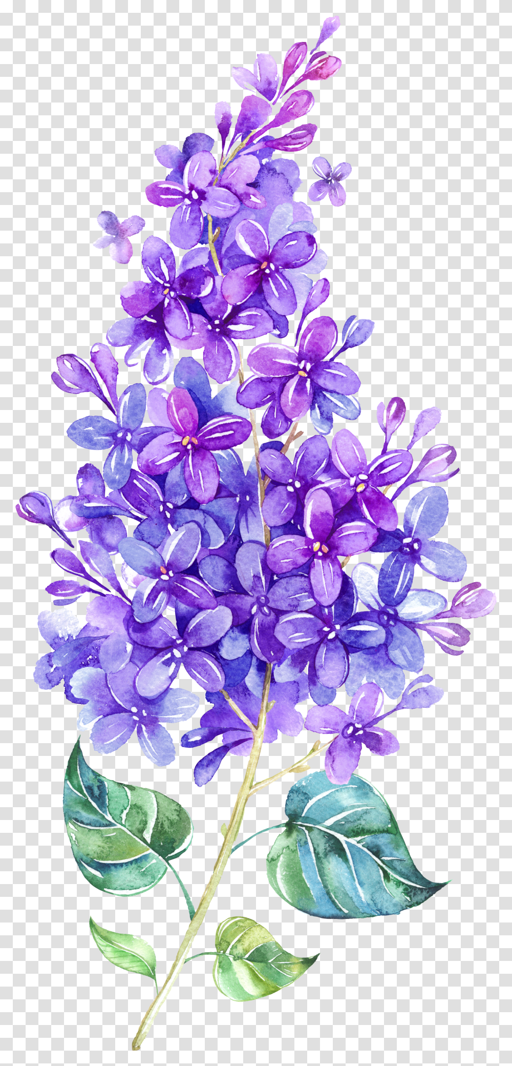 Lilac Watercolor Transparent Png