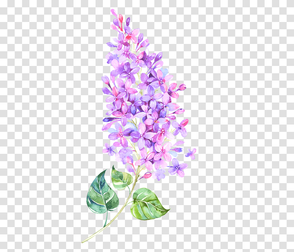 Lilac Watercolour Tattoo, Plant, Flower, Blossom, Petal Transparent Png