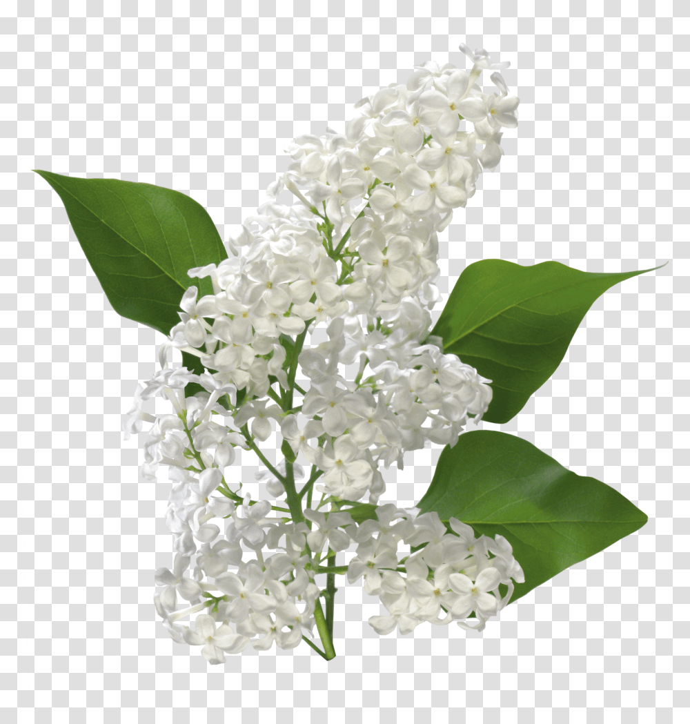 Lilac White Lilac Flower Transparent Png