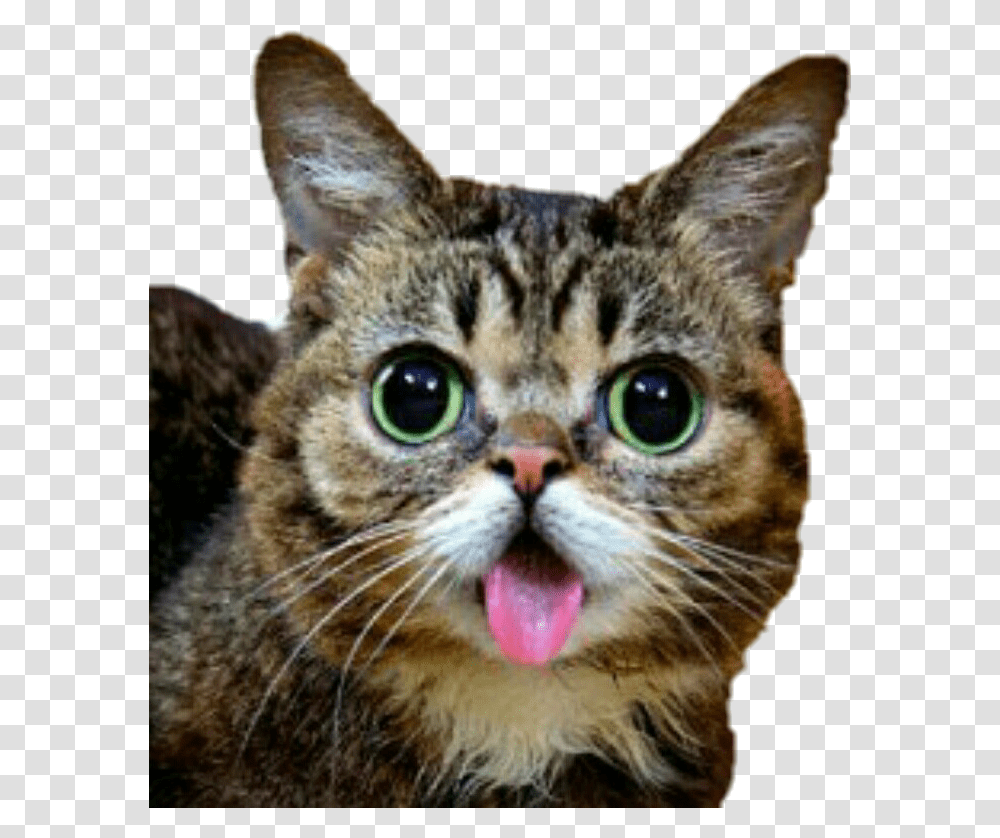 Lilbub Bub Cat Cute Derpy Chat Langue Qui Sort, Pet, Animal, Mammal, Panther Transparent Png