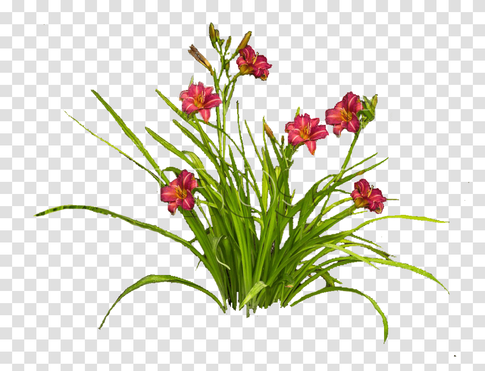 Lilejnik Plants Cutouts, Flower, Blossom, Flower Arrangement, Flower Bouquet Transparent Png